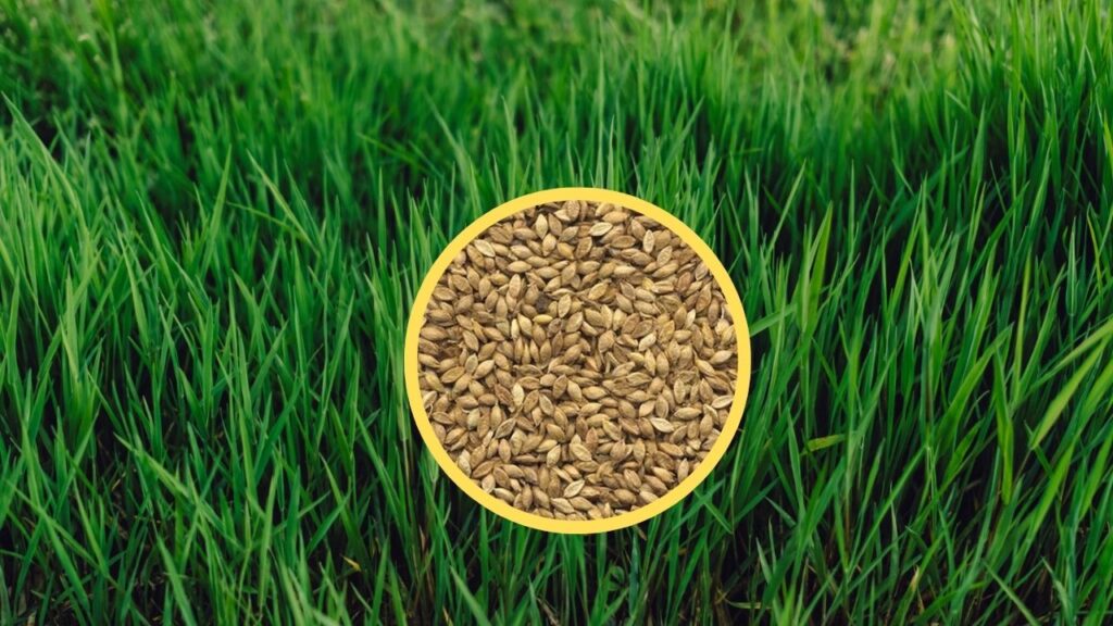 lo que necesitas saber de las semillas de pasto