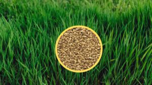 lo que necesitas saber de las semillas de pasto