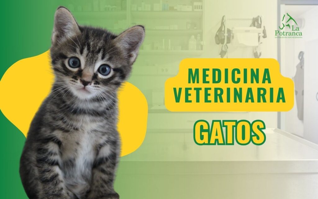 medicina veterinaria para gatos