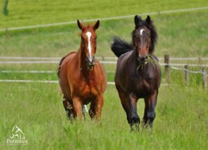 Parásitos en caballos: prevención y cuidado de la salud equina