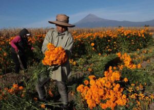 Cultivo de cempasúchil en México con flores naranjas listas para la temporada de Día de Muertos.