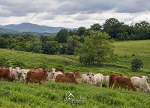 Uso responsable de antibióticos en el ganado para proteger la salud animal.