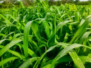 pasturas verdes para ganado bovino