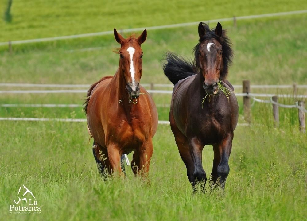 Parásitos en caballos: prevención y cuidado de la salud equina